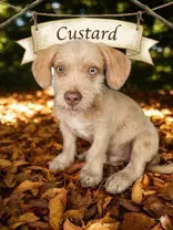 Custard image 4