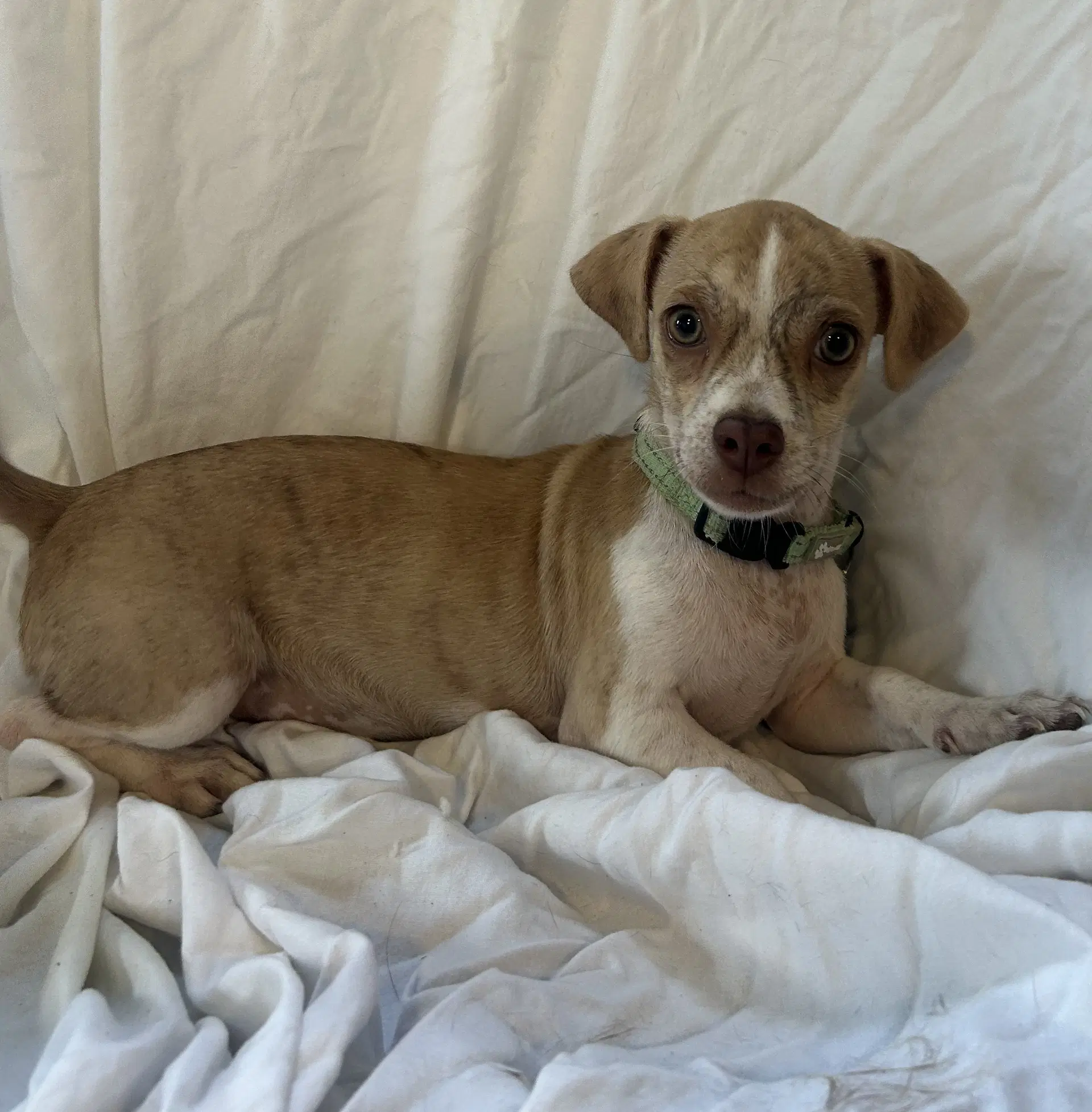Pudding - Chihuahua