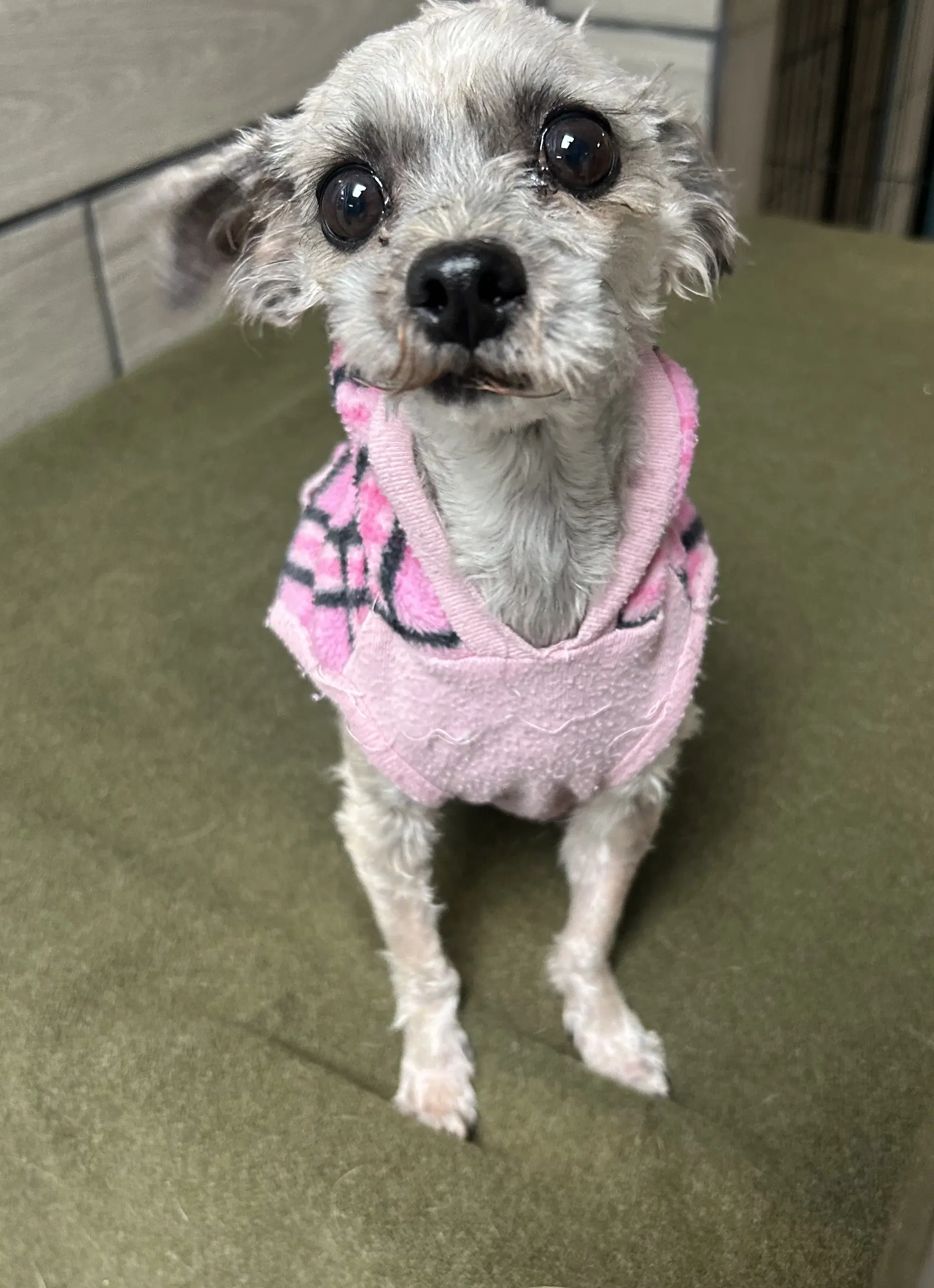 Dolly image 1