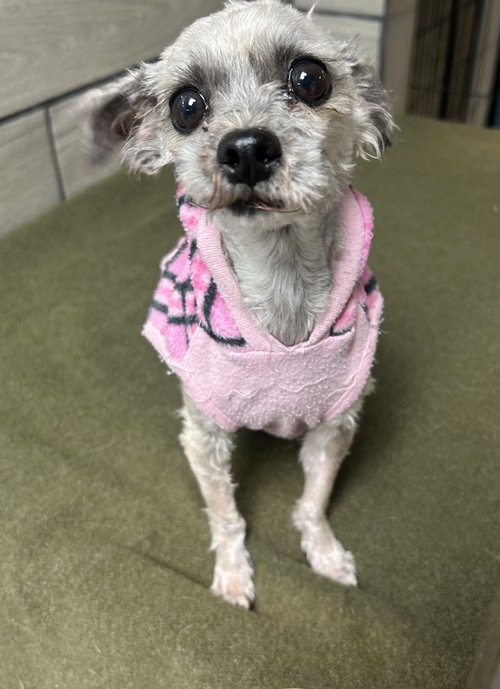 Dolly, an adoptable dog