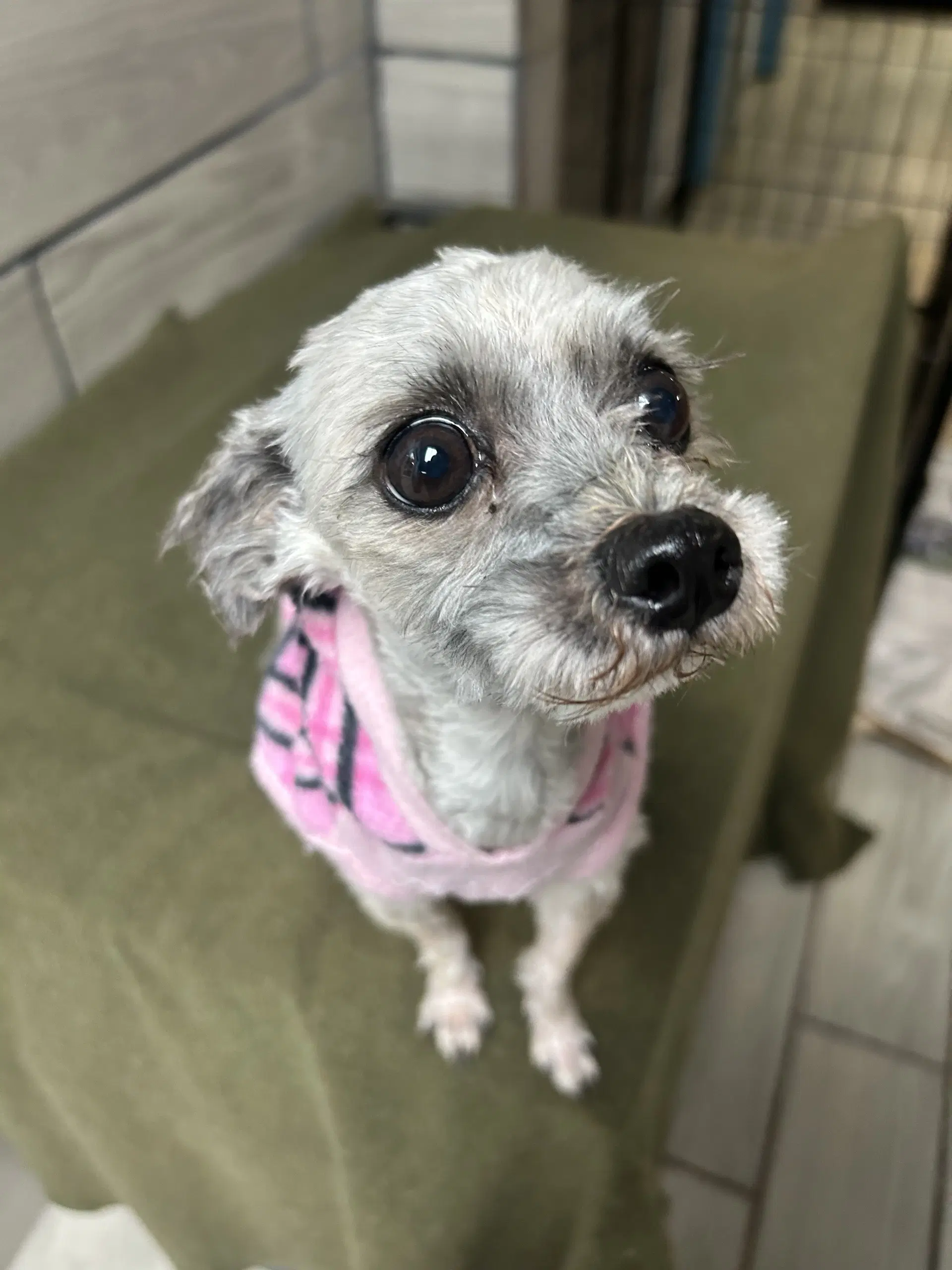 Dolly image 3