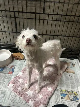 Friday - Maltese
