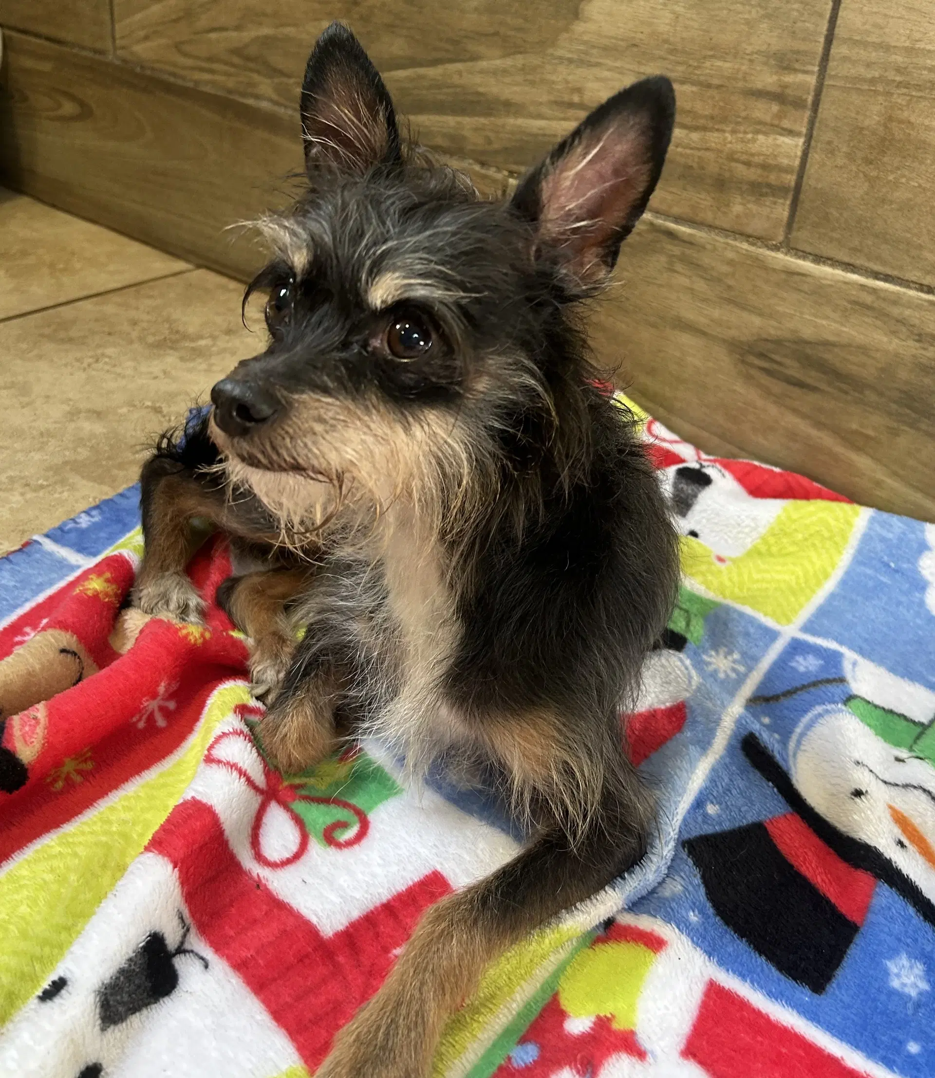 Boots - Yorkshire Terrier Yorkie