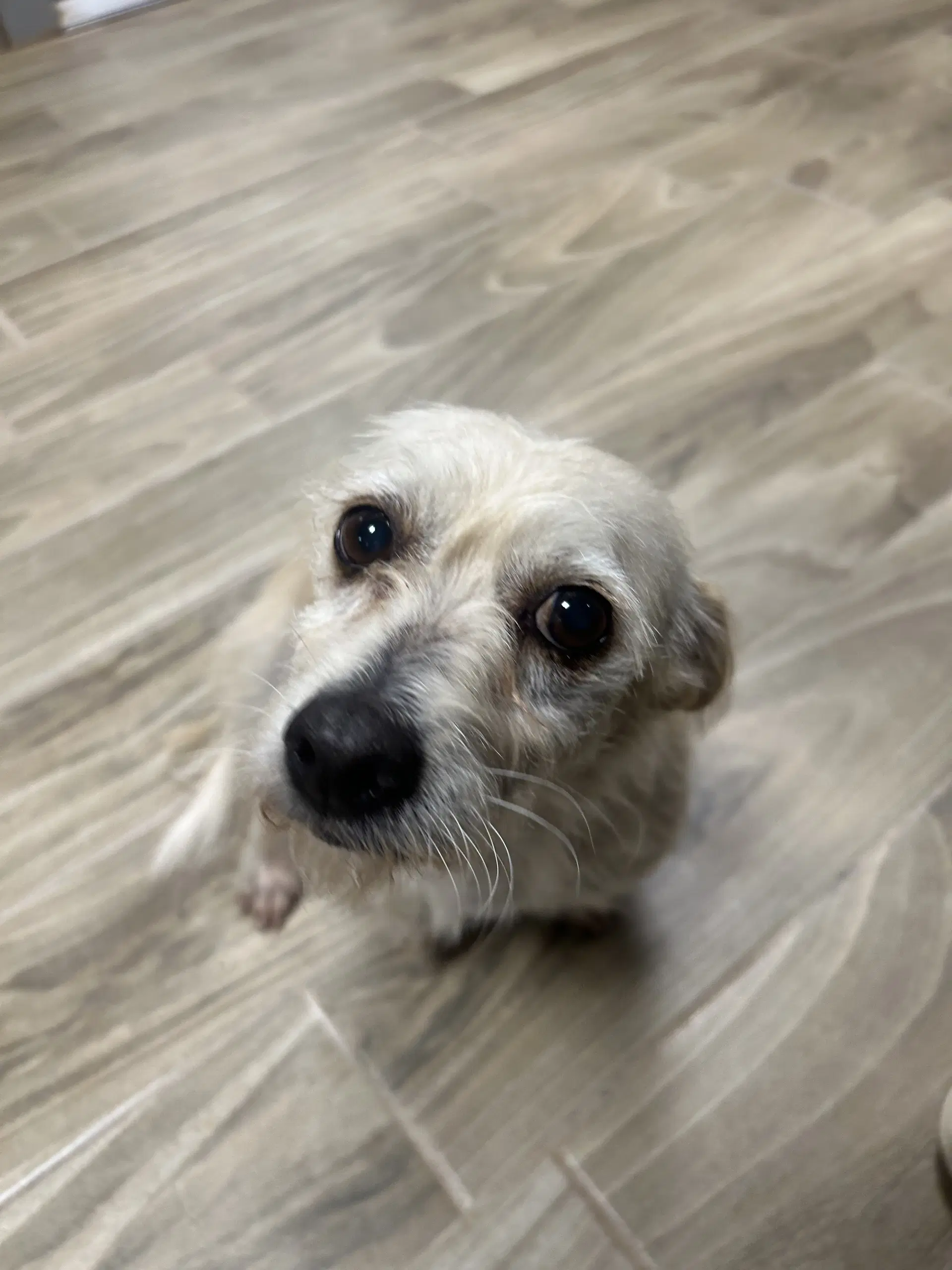 Terri - Terrier