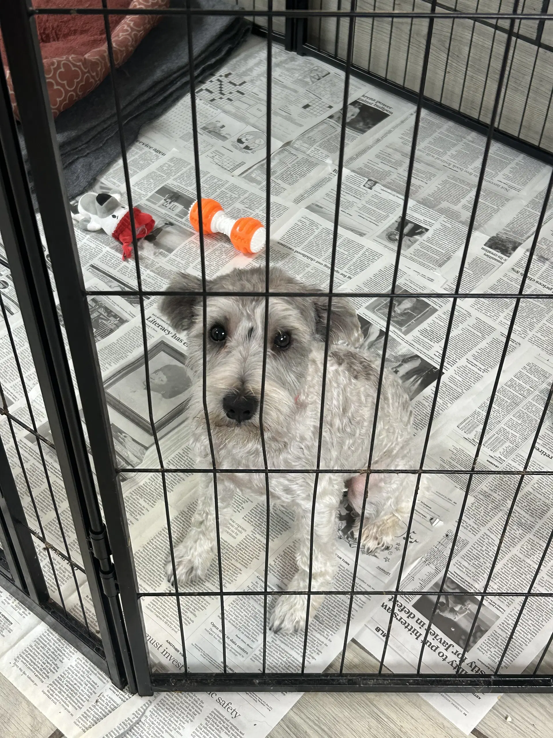 Hans - Miniature Schnauzer
