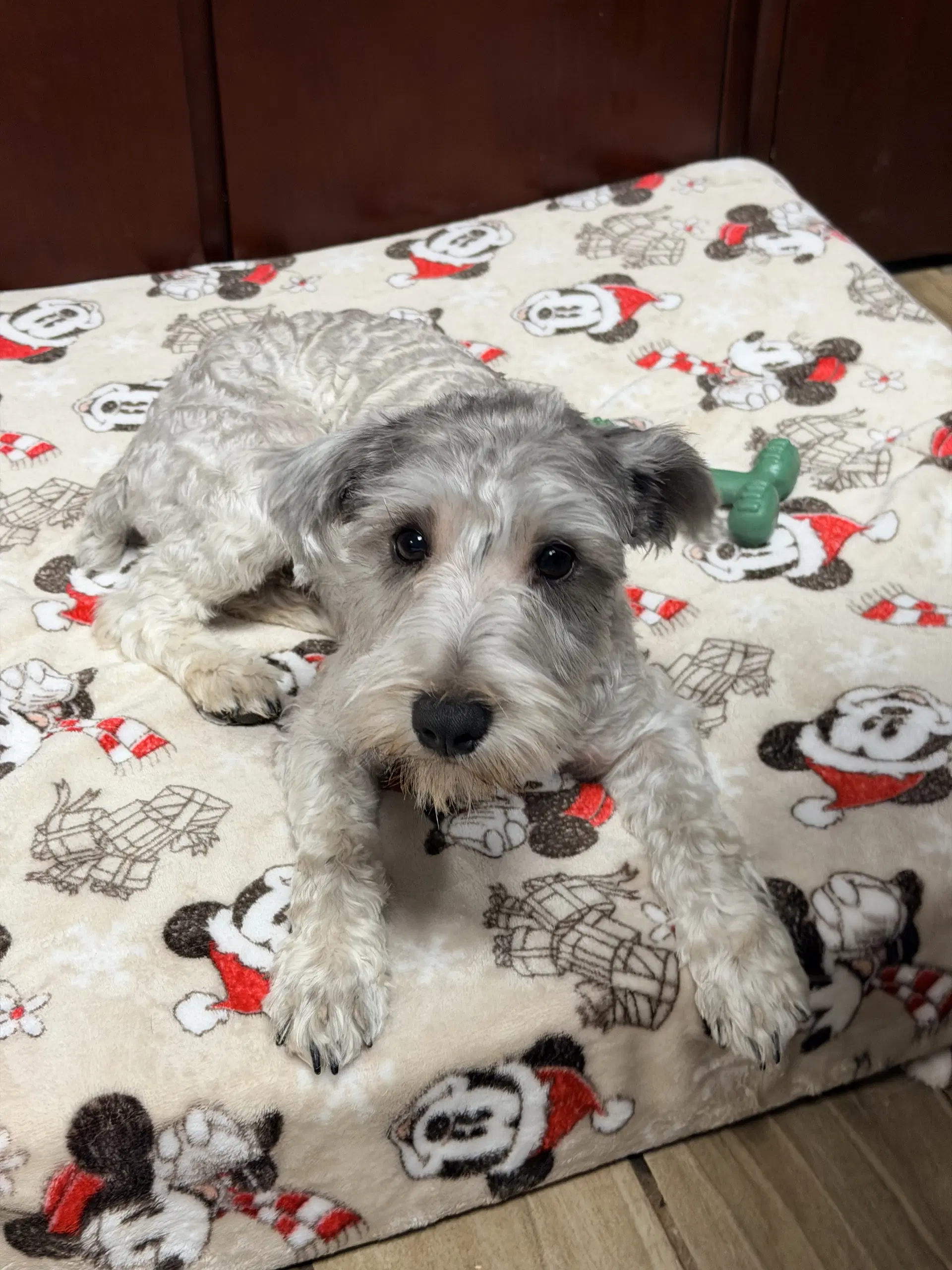 Hans - Miniature Schnauzer