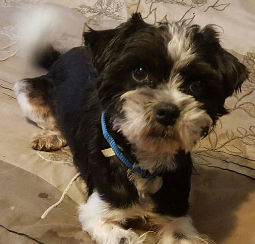 Gizmo