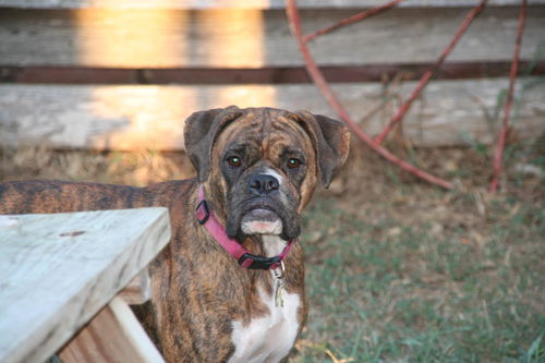 Harlee