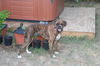 Harlee