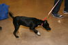 Blackie