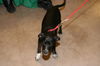 Blackie