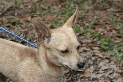 Peanut