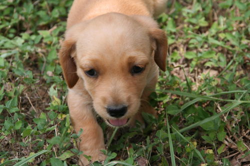 Adele's Puppy 2