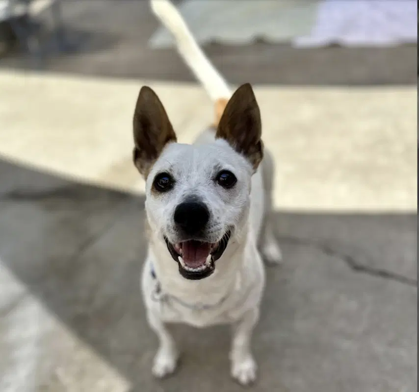 Auggie - Jack Russell Terrier