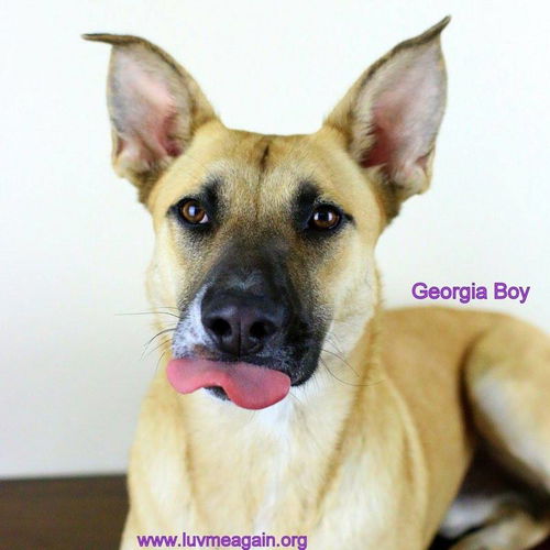 Georgia Boy