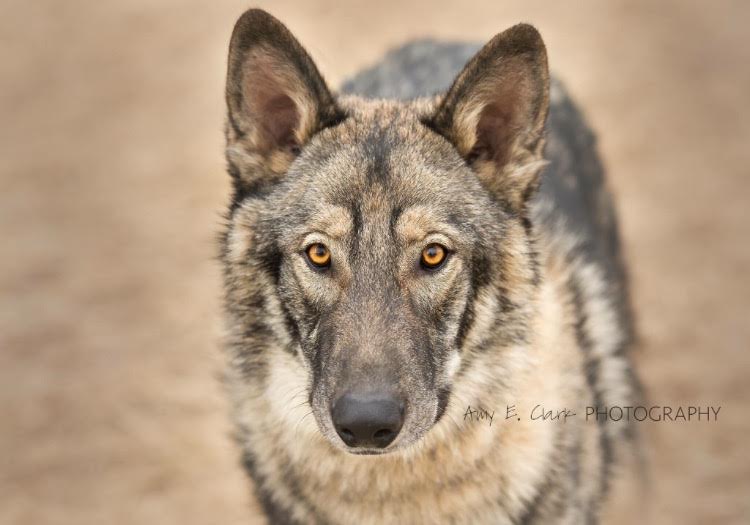 Coyote and german shepherd 2024 mix