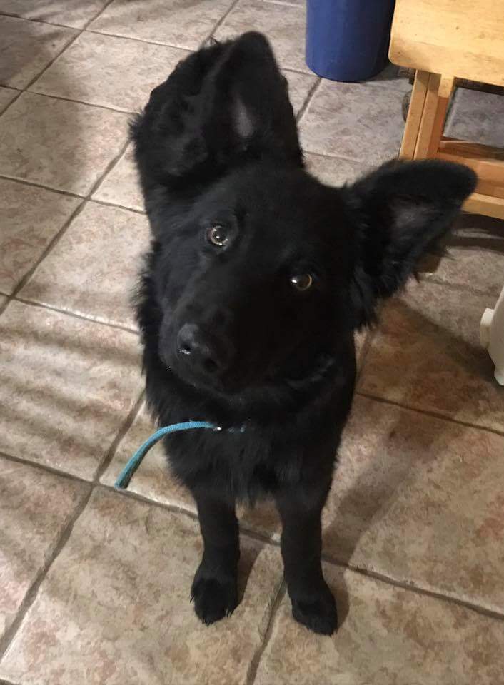 Schipperke german sales shepherd mix