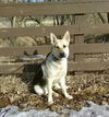Bolt