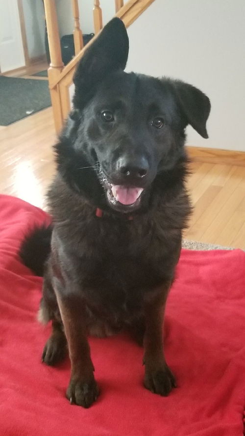 Bruno