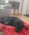 Bruno