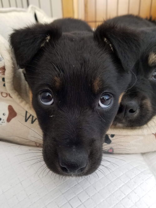 Brutus