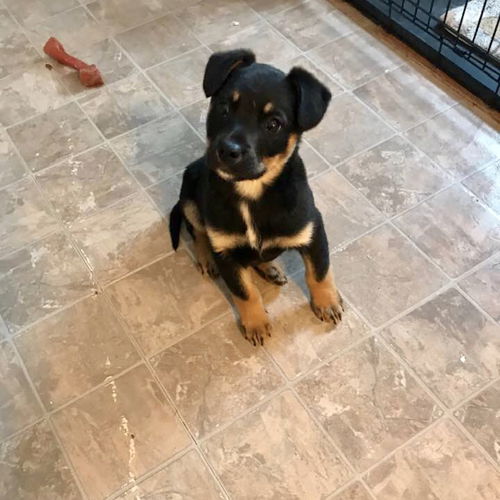 Milo