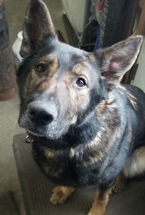Moose