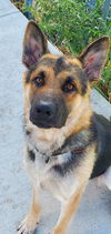 Brody