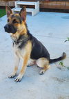 Brody