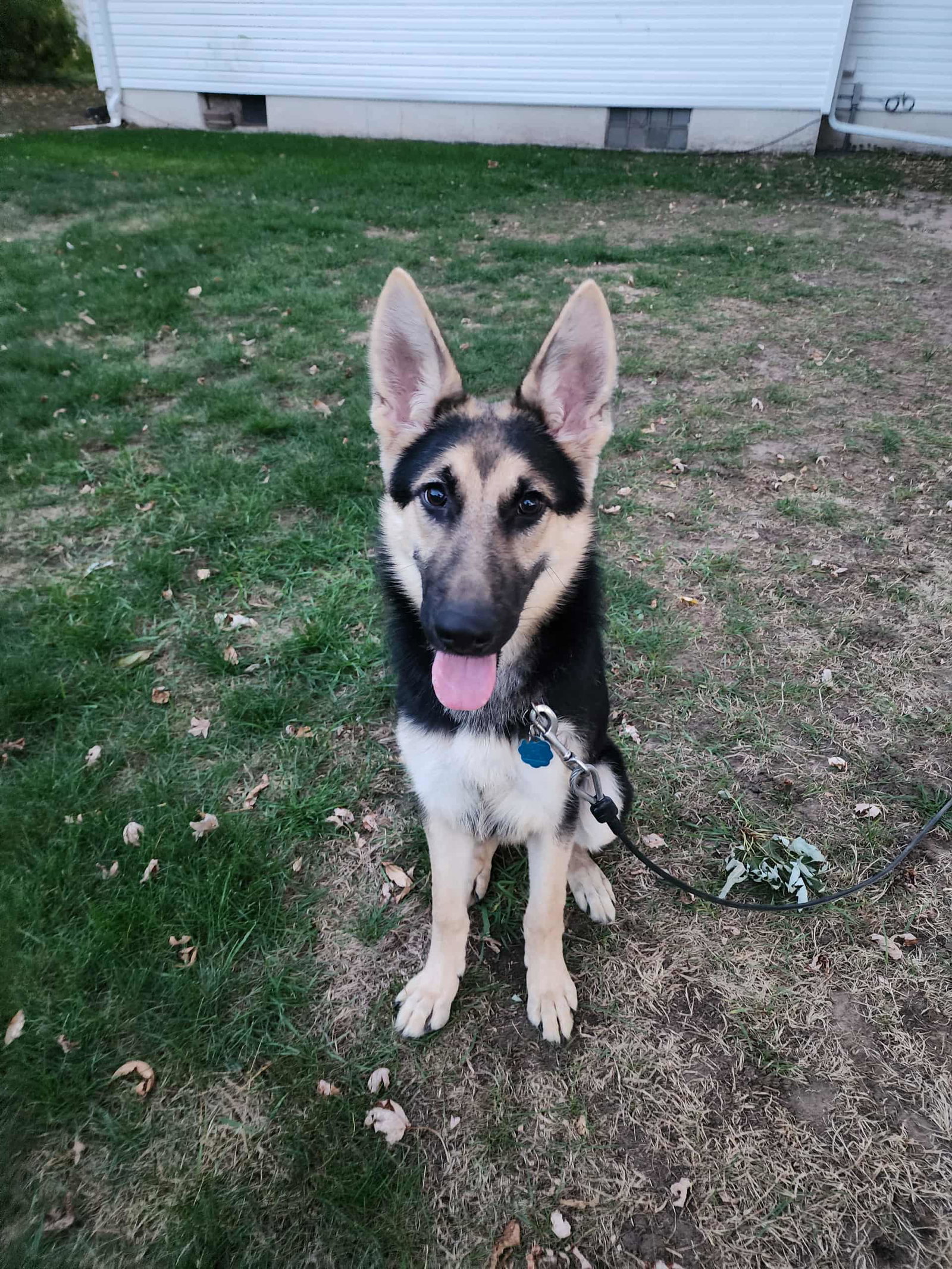 Koda