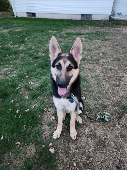 Koda