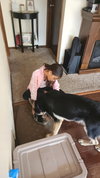 Koda