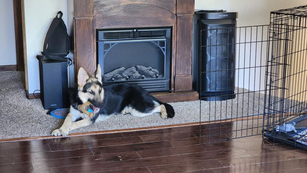 Koda