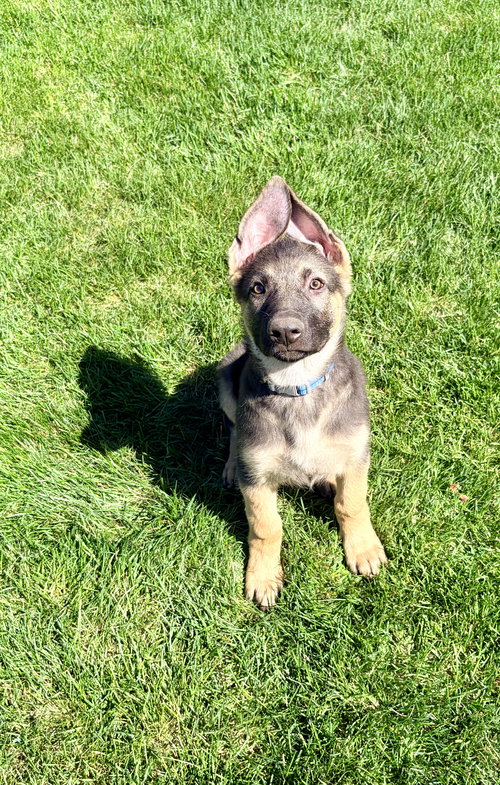 Charli, an adoptable German Shepherd Dog in Roseville, MN