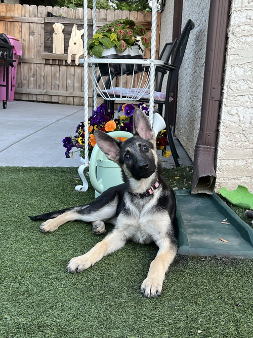 Indi