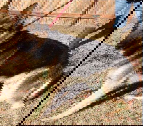 Buster