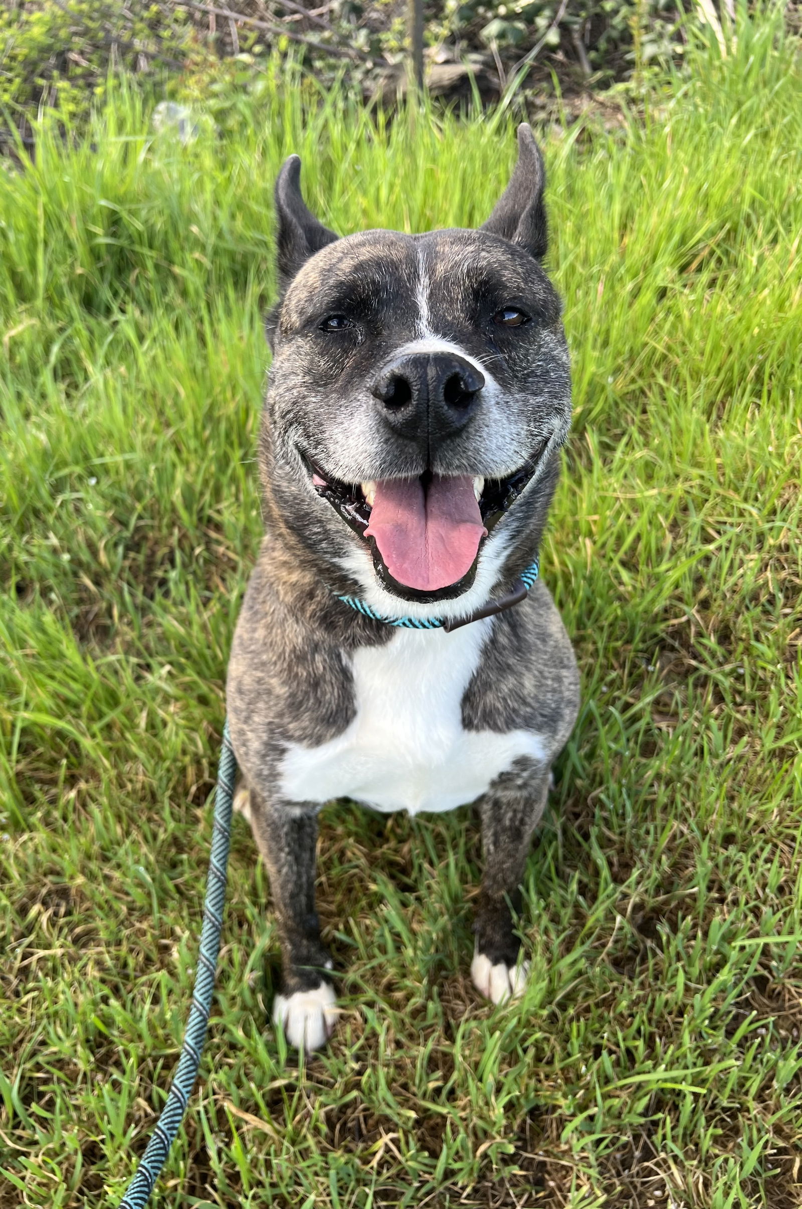 adoptable Dog in Chico, CA named QUINCY