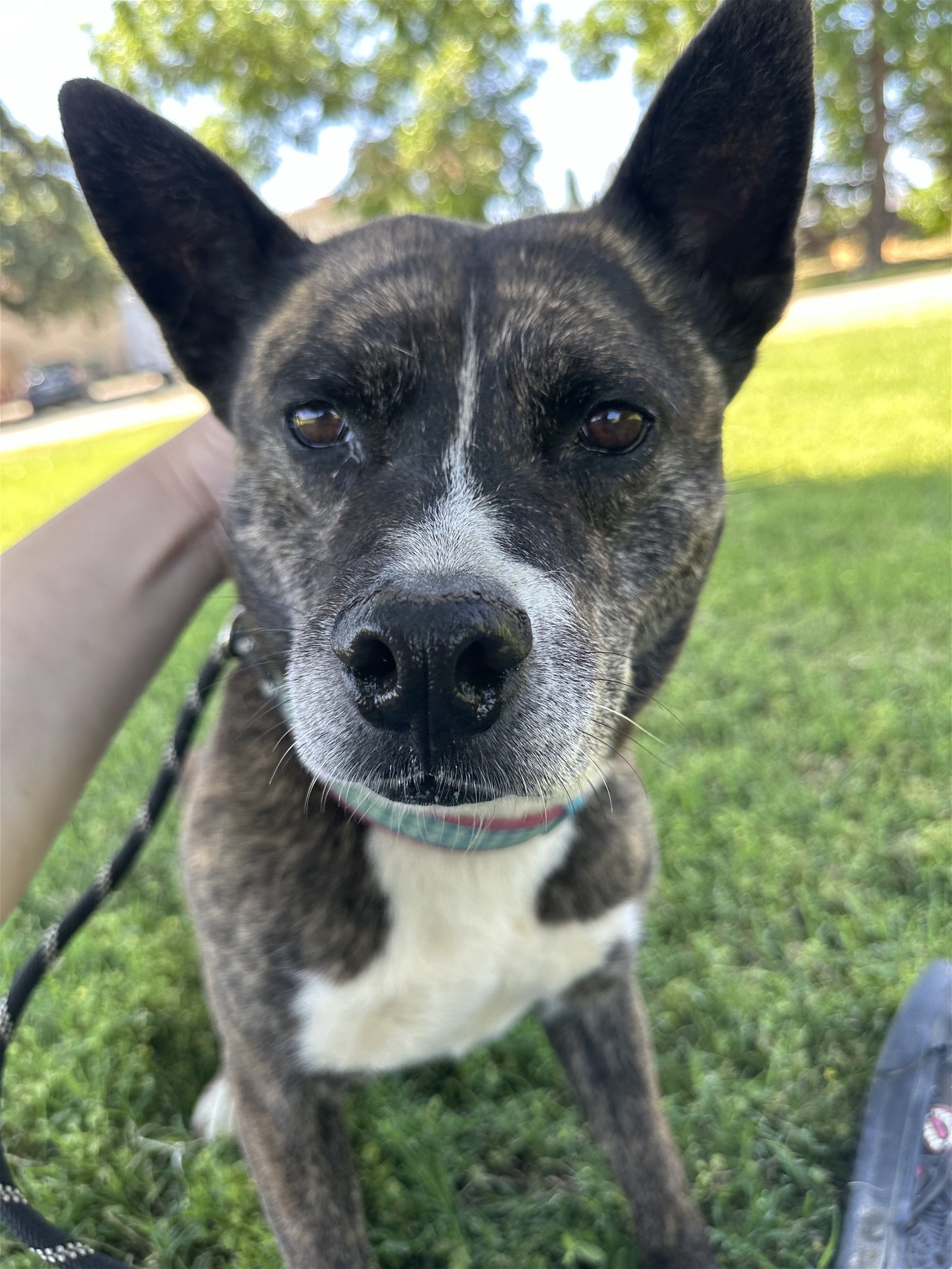 adoptable Dog in Chico, CA named QUINCY