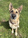 adoptable Dog in chico, CA named Nyah