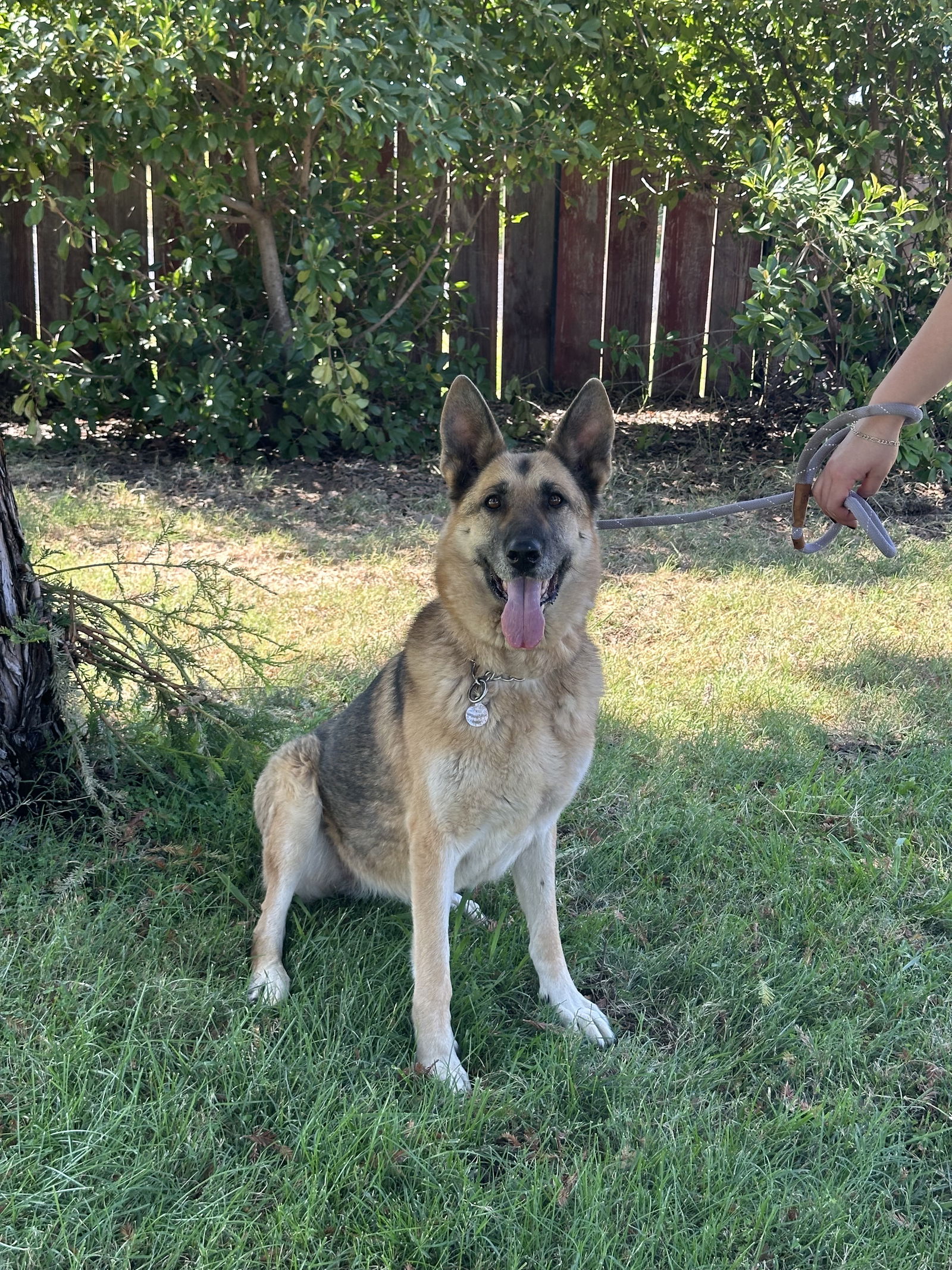 adoptable Dog in Chico, CA named Nyah