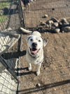 adoptable Dog in chico, CA named KIYA