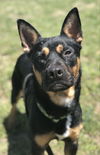 adoptable Dog in chico, CA named BRUNO W