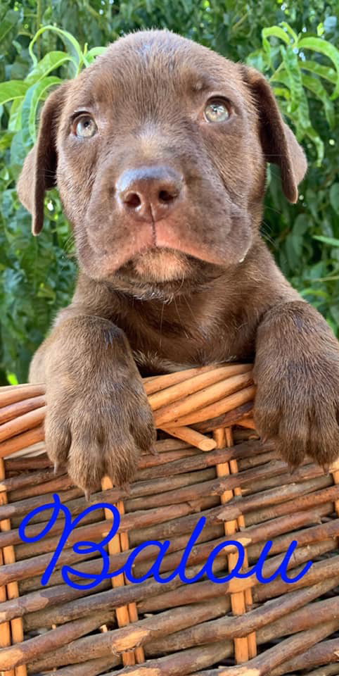 DRAKO, photo 13