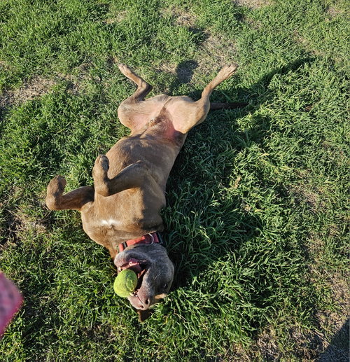 DRAKO, photo 9