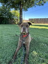 adoptable Dog in Chico, CA named DRAKO