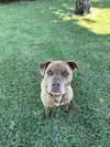 DRAKO - Photo 6