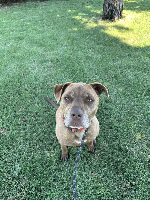 DRAKO, photo 6