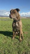 DRAKO - Photo 4