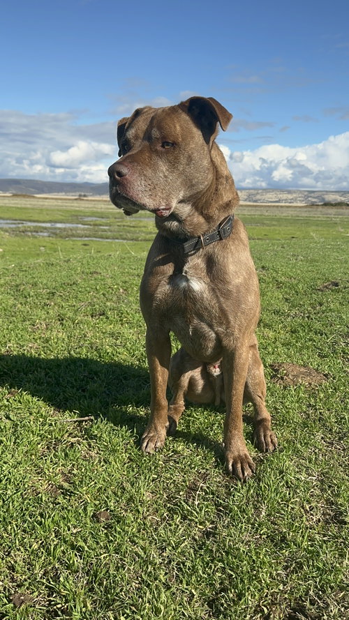 DRAKO, photo 4