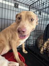 adoptable Dog in chico, CA named Shasta